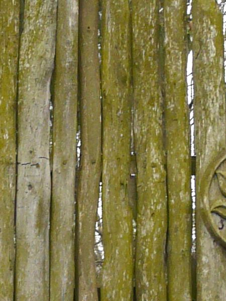 Texture of small wooden gate made of thin planks with green moss throughout surface.