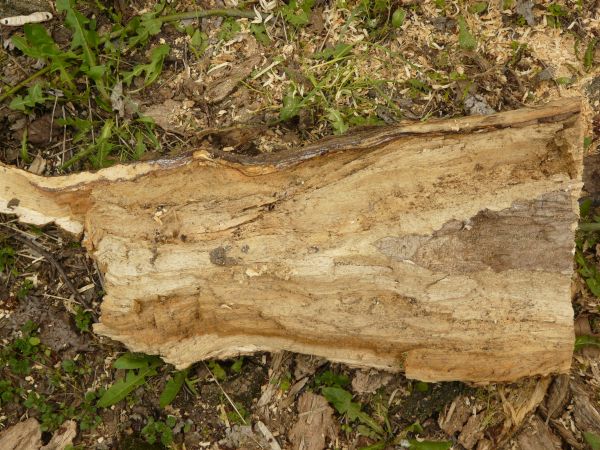 Damaged Wood