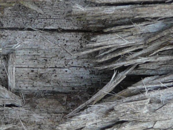 Grey wood texture, with extensive cracking, splintering and other damage.