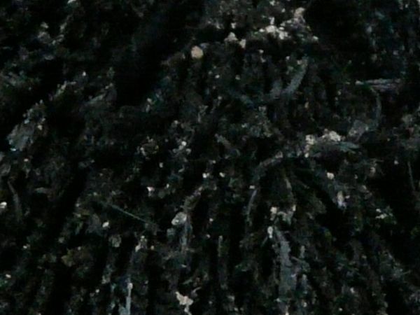 Wood end texture, with a black, completely burned surface.