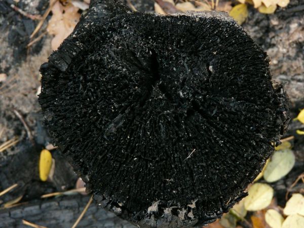 Wood end texture, with a black, completely burned surface.