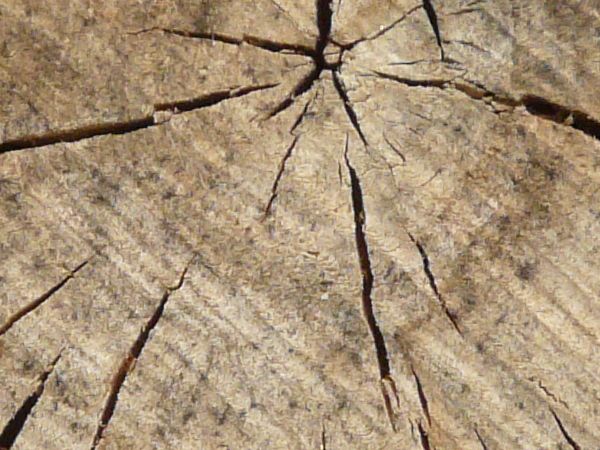 Brown wood end texture with a dark ring on the edge and covered by thin cracks and a visible diagonal grain.