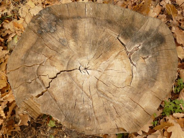 Oblong brown wood end texture, with dark stained areas and many cracks of various depths.