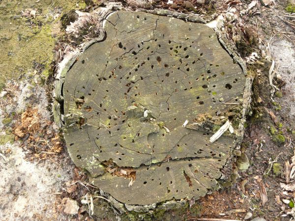 Green wood end texture, covered with deep holes and surrounded by a moss-covered surface.