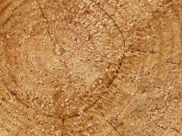 Light brown wood end texture, with few cracks and clearly visible rings.