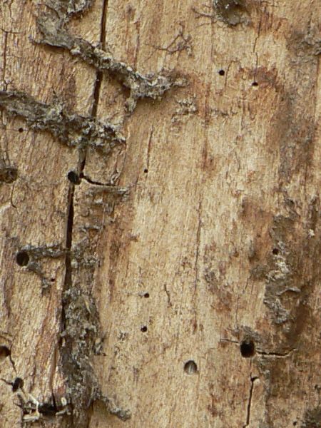 Old white wood texture with chipped brown wood visible underneath the surface