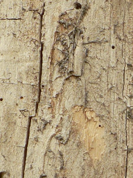Old white wood texture with chipped brown wood visible underneath the surface