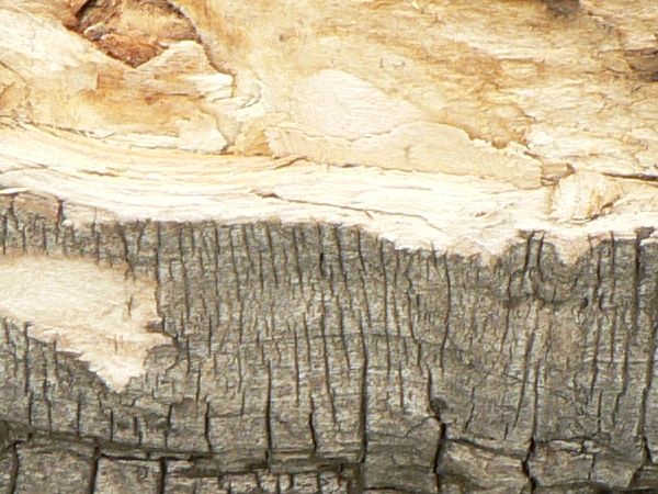 Warped wood texture with a rough grey surface and large areas of broken, splintered brown wood.