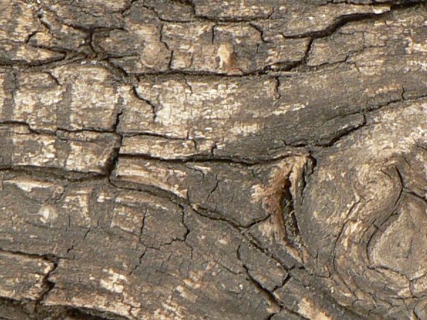 Warped wood texture with a rough grey surface and large areas of broken, splintered brown wood.