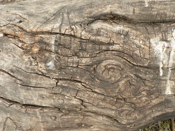 Warped wood texture with a rough grey surface and large areas of broken, splintered brown wood.