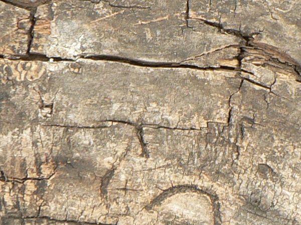 Warped wood texture with a rough grey surface and large areas of broken, splintered brown wood.