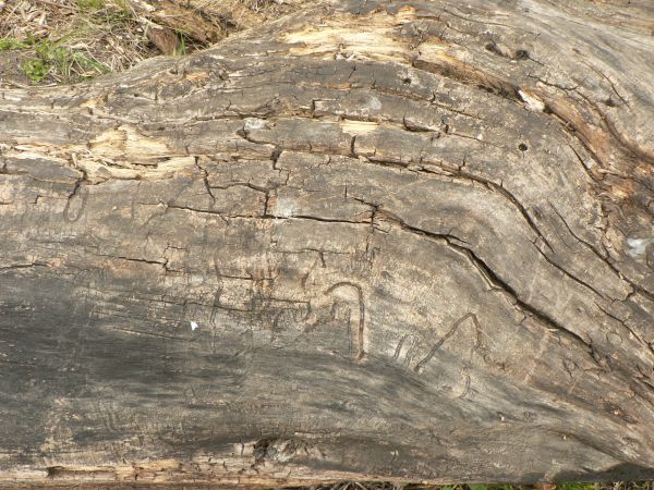 Warped wood texture with a rough grey surface and large areas of broken, splintered brown wood.