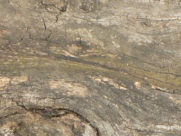 Warped wood texture with a rough grey surface and large areas of broken, splintered brown wood.