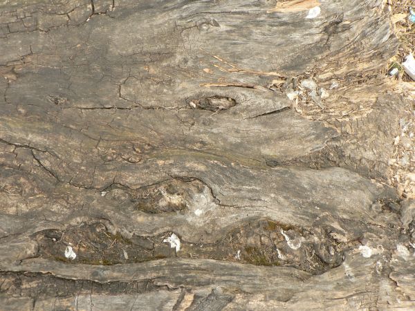 Warped wood texture with a rough grey surface and large areas of broken, splintered brown wood.