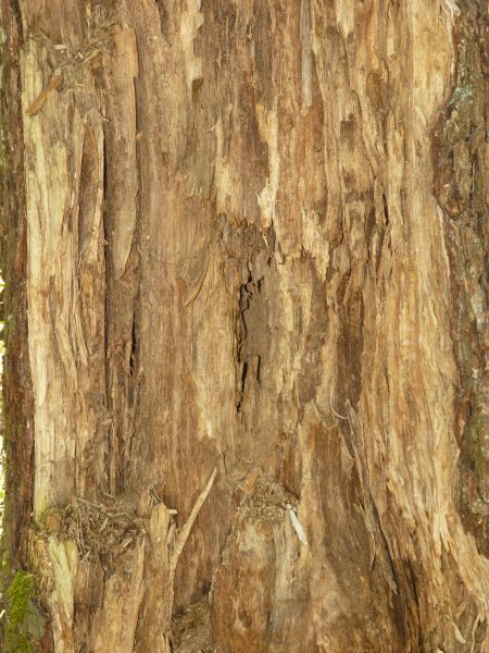 Old wood texture, with a rough, splintered surface in various hues of brown.