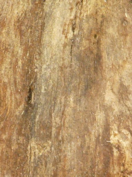 Old wood texture, with a rough, splintered surface in various hues of brown.