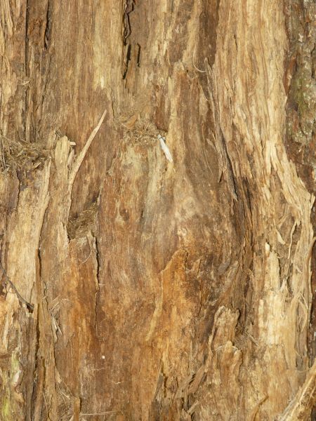 Old wood texture, with a rough, splintered surface in various hues of brown.