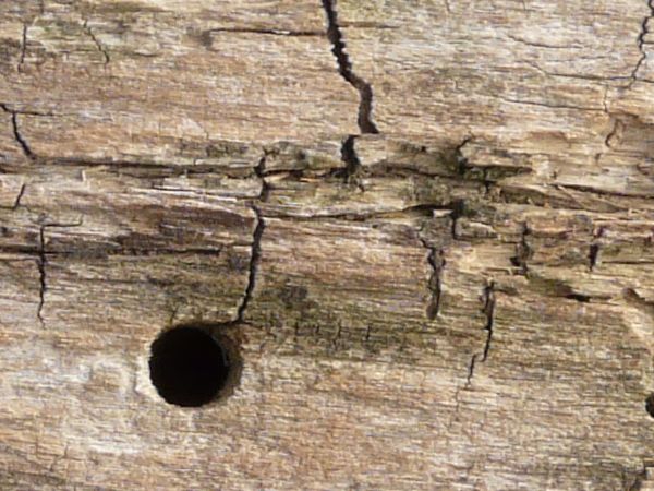 Old grey wood texture, covered with various cracks, ruts, holes and stains.