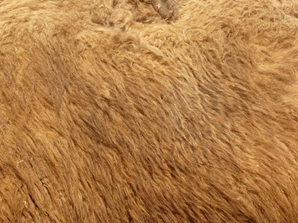 fur  texture