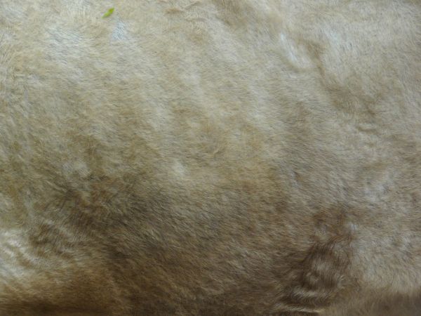 fur  texture