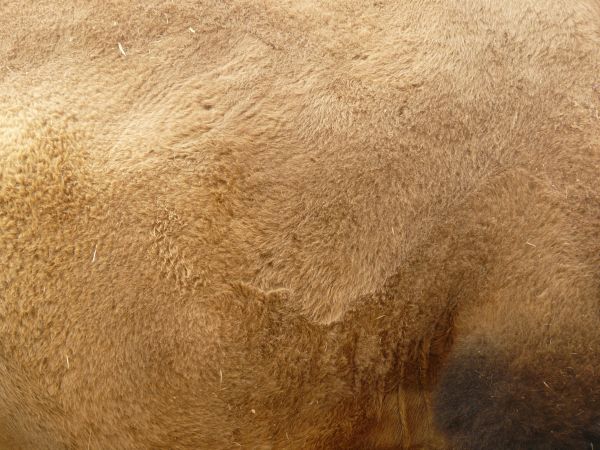 fur  texture