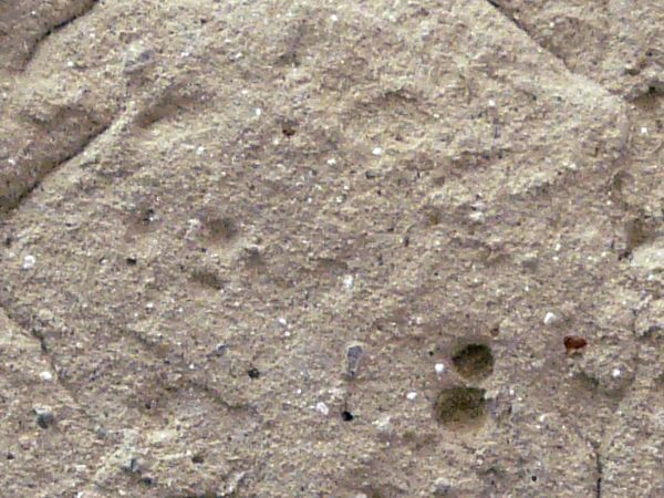 rough concrete  texture