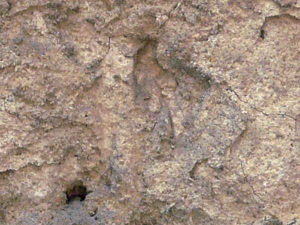 rough concrete  texture