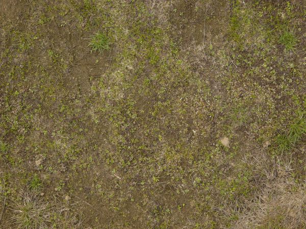 Ground area with random patches of short green grass amongst brown dirt.
