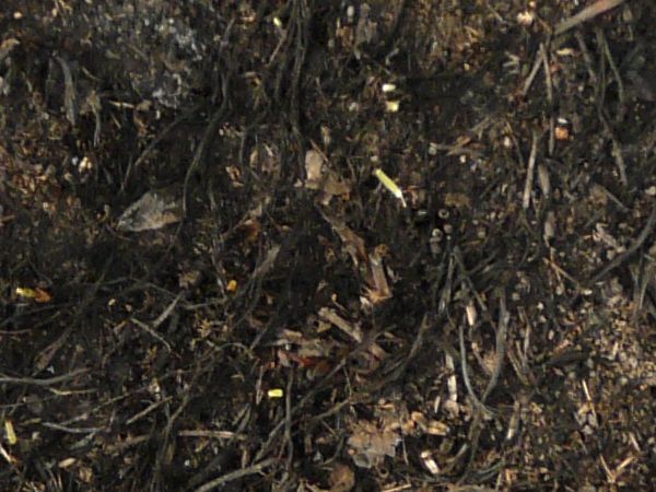 Ground texture with dry, scorched grass and twigs.