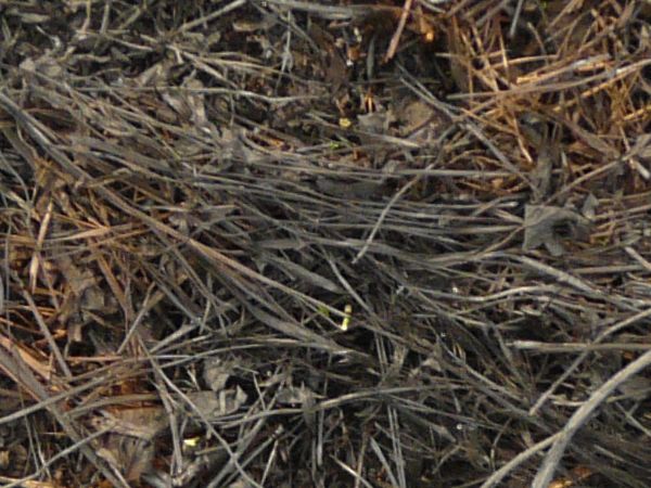 Ground texture with dry, scorched grass and twigs.