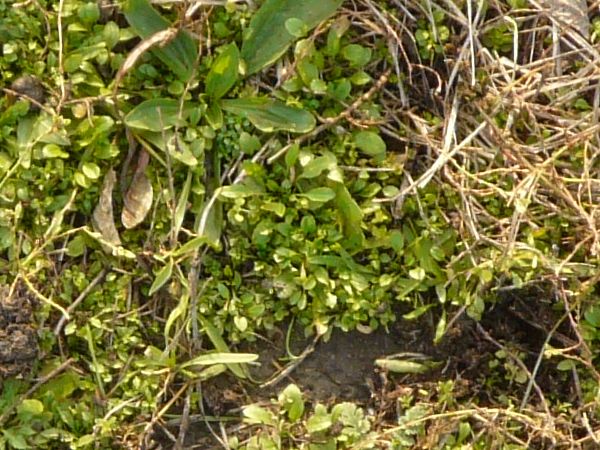 Ground area covered with short plants and dry grass with few dirt spots.