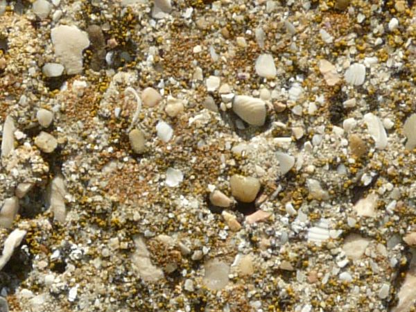 Fine brown pebbles texture, in various hues, surrounded by larger white and grey rocks and broken bits of shell.