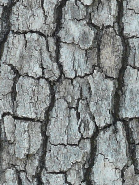 tree bark texture.