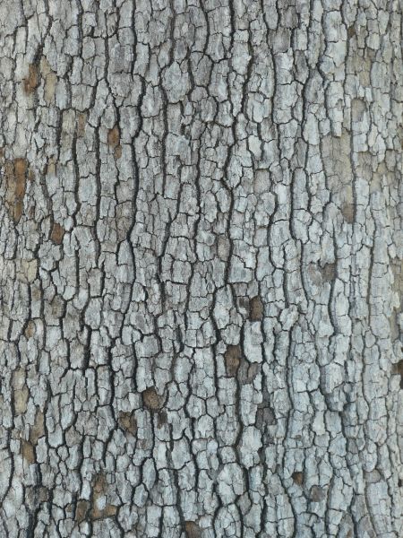 tree bark texture.
