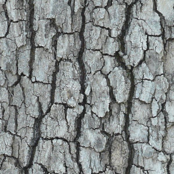 tree bark texture.