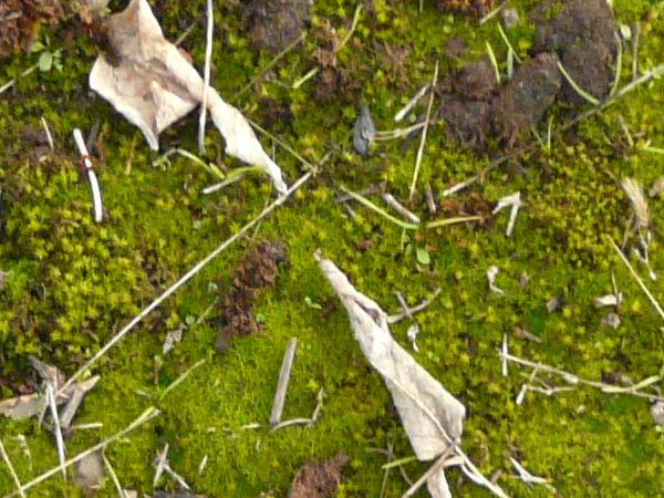 moss  texture