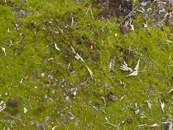 moss  texture