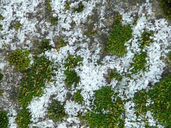 moss  texture