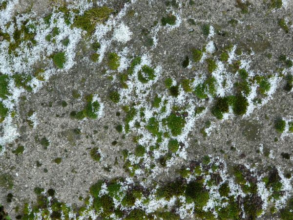 moss  texture