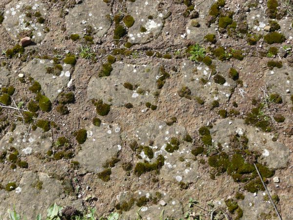 moss  texture