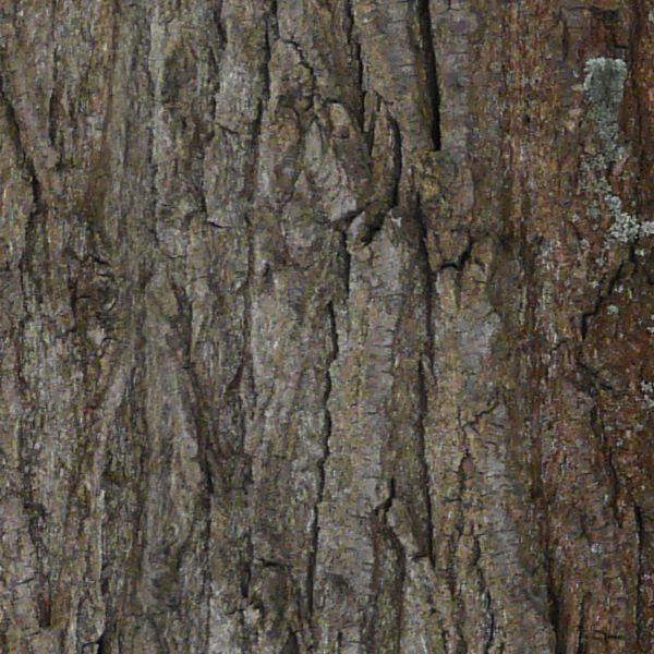 Trunk Color/texture trunk texture 0015 - Texturelib