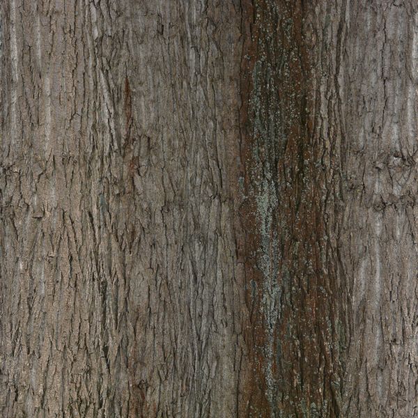 Trunk Color/texture trunk texture 0015 - Texturelib