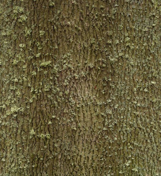 Trunk Color/texture trunk texture 0028 - Texturelib