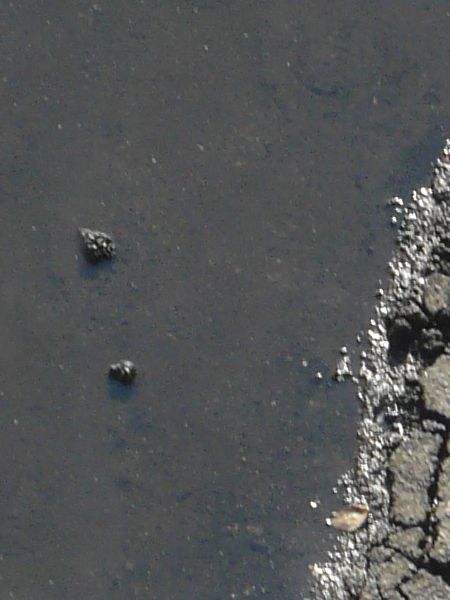 Road texture, with cracking and indentations in its grey surface. A puddle of dark water is in the center, within a long recession in the surface.