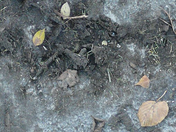 Grey soil texture with white, marbling areas and tire treads, and various plant debris visible throughout.
