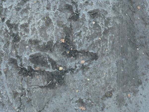 Grey soil texture with white, marbling areas and tire treads, and various plant debris visible throughout.