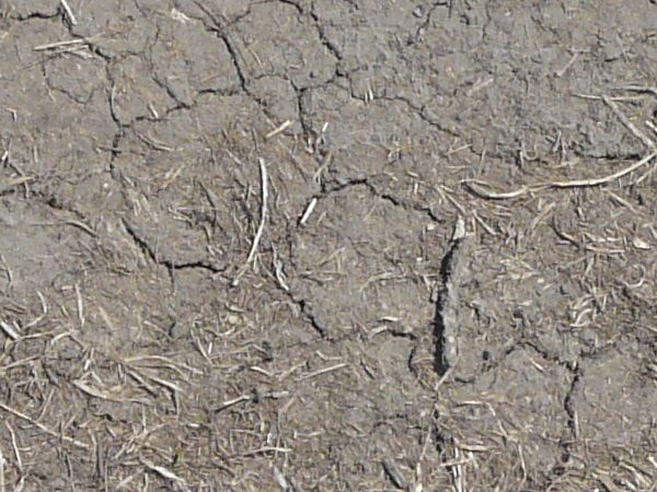 Grey ground texture, with small cracks in the soil and bits of dried white plant debris.