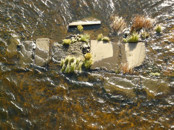 Shallow water texture in dark brown tone with flat rocks and green grass peaking above surface.