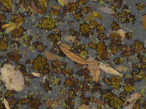 Dirty pond water texture in dark, murky tone with dry leaves and brown particles across surface.