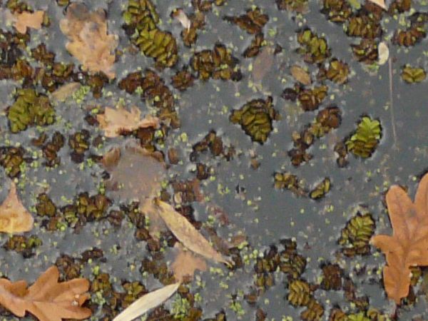 Dirty pond water texture in dark, murky tone with dry leaves and brown particles across surface.